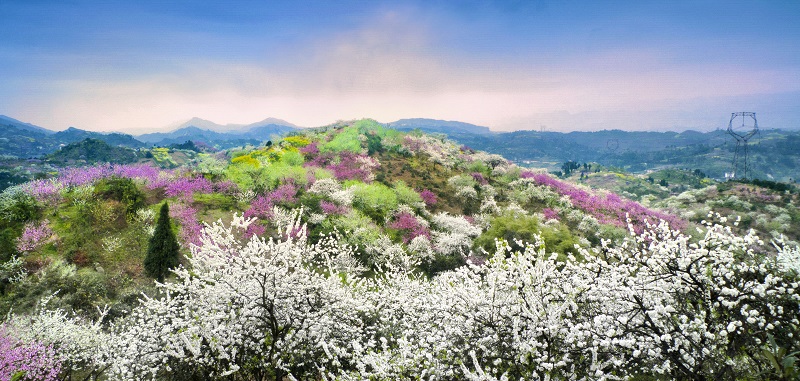重庆渝北印盒李花生态旅游区