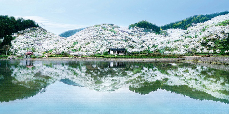 重庆渝北印盒李花生态旅游区