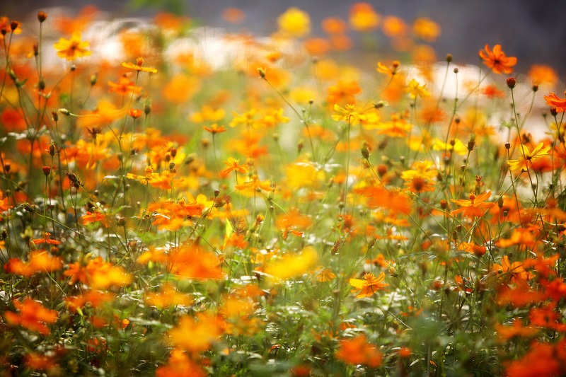大木花谷·林下花园景区