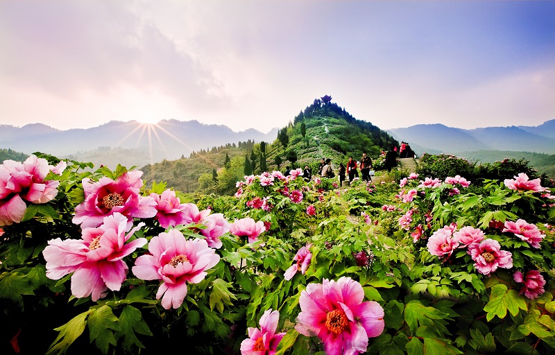 重庆垫江牡丹花海景区
